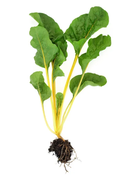 瑞士沙地绿叶蔬菜健康食品新鲜采摘的黄色品种根球状 维生素A C和K 镁和膳食纤维含量高 与白种人隔离 — 图库照片