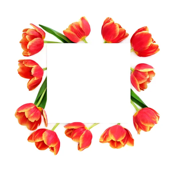 Voorjaar Tulp Bloem Achtergrond Frame Rode Gele Bloemen Voor Lente — Stockfoto