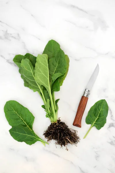 Spinach Plant Highly Nutritious Loose Leaves Knife Health Food Antioxidants — Stock Photo, Image