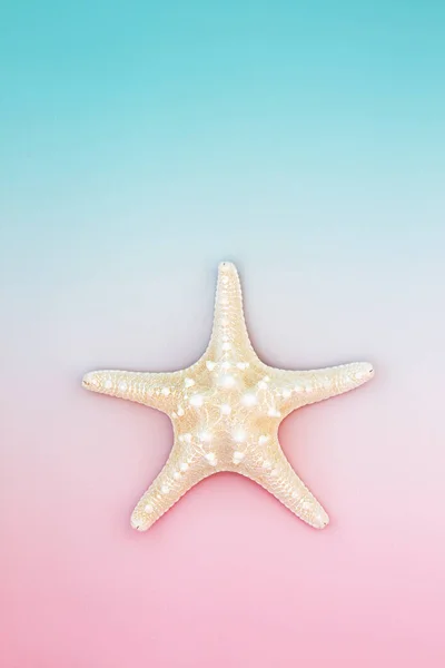 Starfish Κέλυφος Της Θάλασσας Φυσικό Σύμβολο Παστέλ Μπλε Ροζ Φόντο — Φωτογραφία Αρχείου