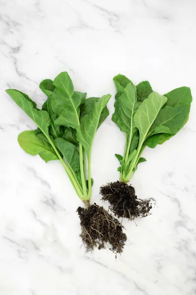 Organic Spinach Plants Earth Root Balls Leaves Healthy Food High — Stock Photo, Image