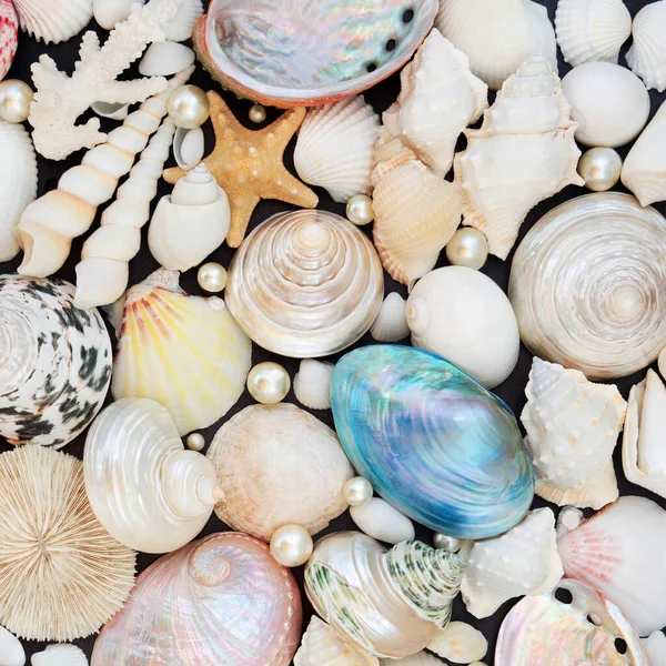 Natural Sea Shell Pearl Collection Composition Forming Abstract Background Nature — Stock Photo, Image