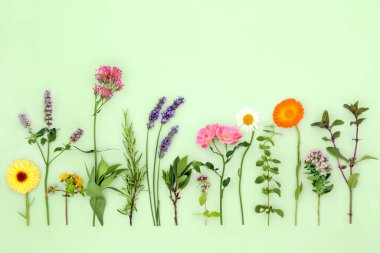 Bitkisel bitki ilaçları, çiçek ilaçları, baharat ve gıda dekorasyonunda kullanılan bitkiler ve yenilebilir çiçekler. Alternatif organik doğal sağlık konsepti pastel yeşil arka planda. Düz yatış, üst görünüm.