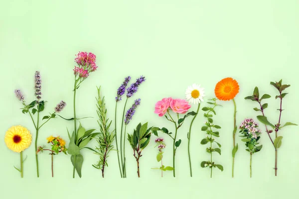 Byliny Jedlé Květiny Používané Bylinné Rostlinolékařské Přípravky Květin Koření Dekorace — Stock fotografie