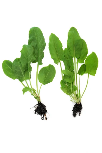 Špenátové Rostliny Kořenovými Koulemi Imunitní Systém Posilující Zdravé Organické Potraviny — Stock fotografie