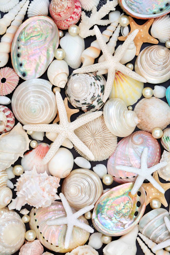 Sea shell abstract background with large collection of starfish, mother of pearl seashells and oyster pearls. Nature summer wildlife concept. Top view, flat lay.