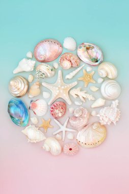 Deniz kabuğu soyut yuvarlak şekil kavramı. Pastel pembe ve mavi arka plan. Yaz sembolü güzel deniz doğası konsepti. Düz yatış, üst görünüm.