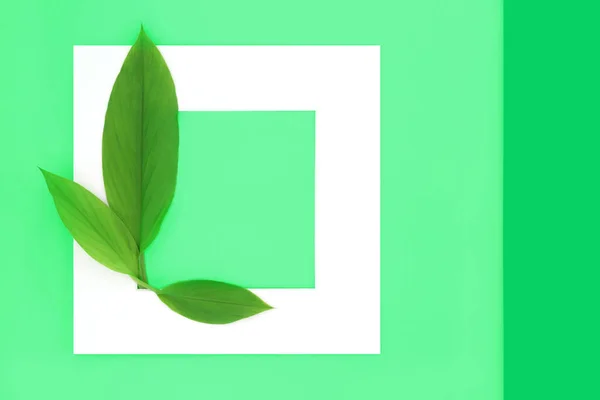 Turmeric Leaves Abstract Background White Frame Minimal Border Design Green — Stock fotografie