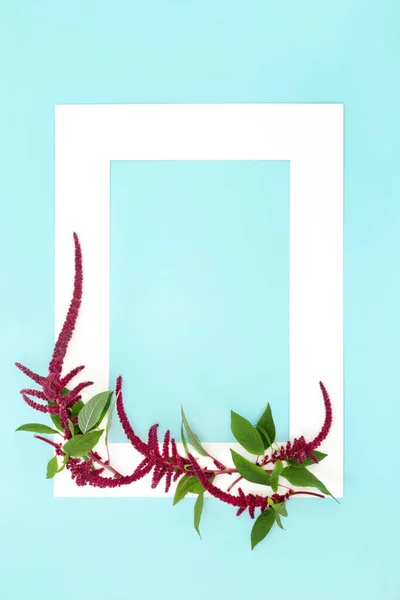 Amaranthus Plant Abstract Frame Blauwe Achtergrond Rode Bloem Amaranth Zaden — Stockfoto