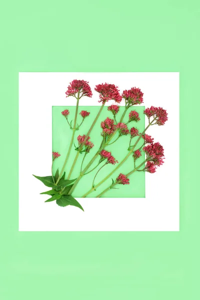 Red Valerian Herb Flower Plant Background Frame Flowers Can Used — 스톡 사진