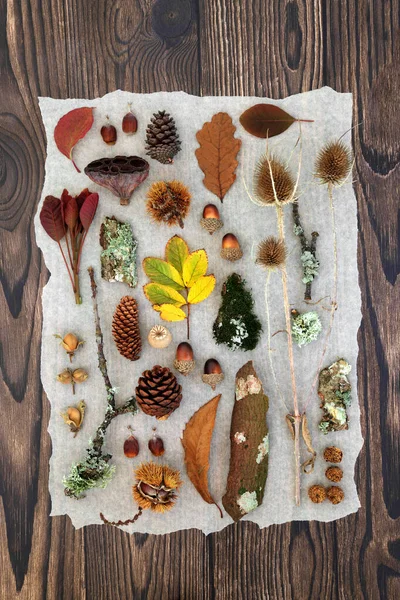 Autumn nature study of European leaves, natural objects and fauna. Background botanical composition for the Fall Thanksgiving season. Flat lay, top view on rustic wood.
