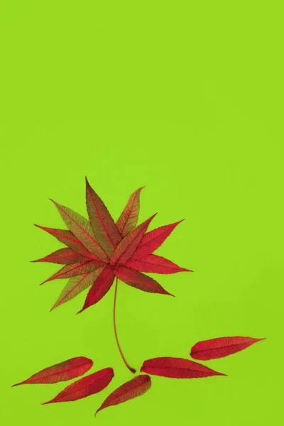 Staghorn Leaf Abstract Tree Shape Autumn Design Concept Vivid Russet — Fotografia de Stock