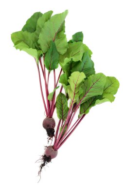 Toprak kökleri ve yaprakları olan pancar bitkileri. Sağlıklı süper yiyecekler, sürdürülebilir taze yerel ürünler yüksek miktarda antioksidan, antosiyanin, lif, vitamin ve mineral içerir. Beyaz üzerine.