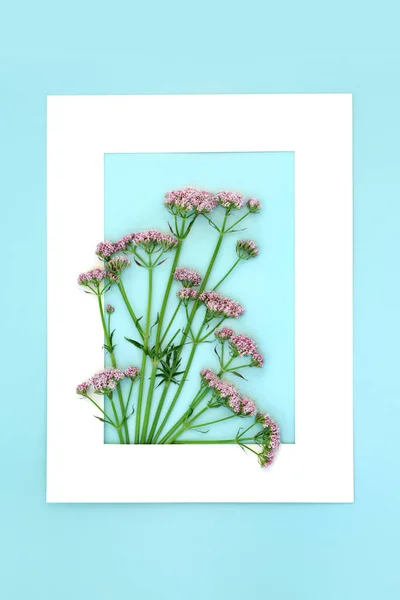 Valerian Herb Flower Plant Background Frame Flowers Can Used Make — стоковое фото