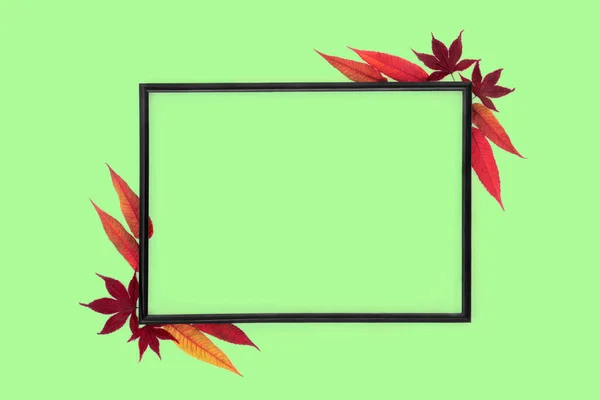 Autumn Leaf Natural Background Frame Minimal Colourful Floral Nature Abstract — 스톡 사진
