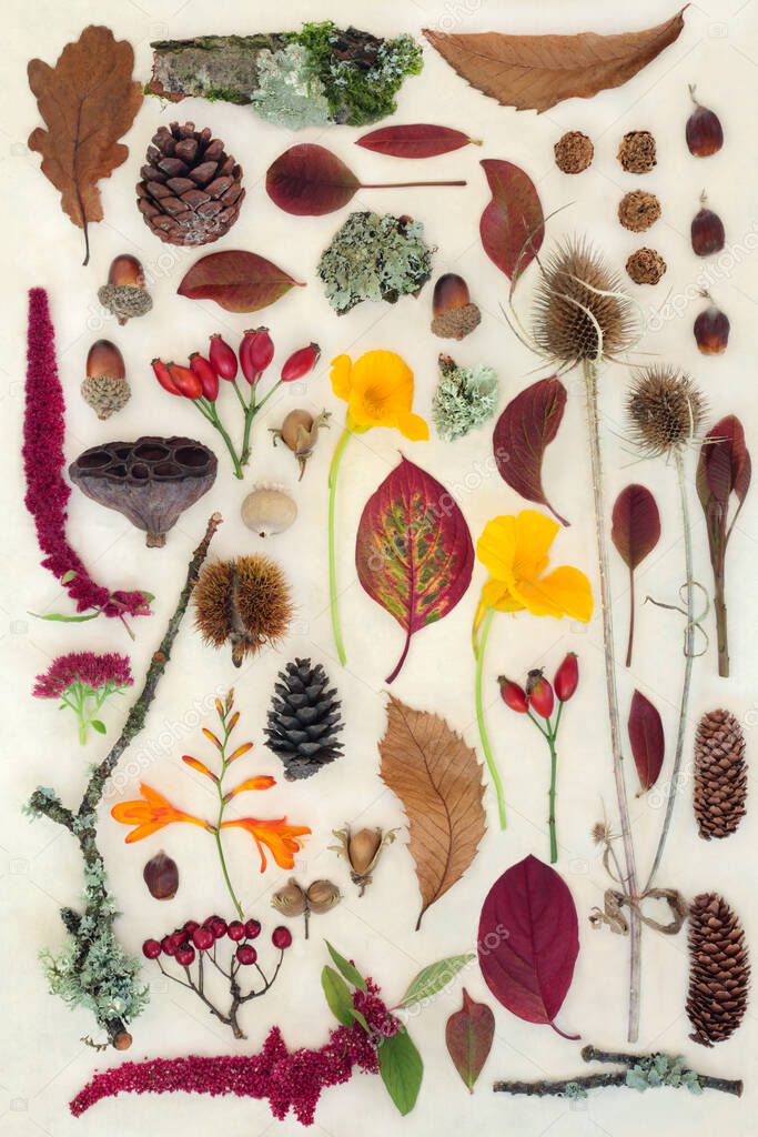Autumn nature study of european leaves flowers,berry fruit and natural traditional objects. Botanical detailed composition for Thanksgiving Fall season. Flat lay on hemp paper background.