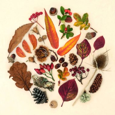 Autumn nature study arrangement of leaves, flora and fauna. Natural botanical collection for Thanksgiving Fall season. Abstract circular design, flat lay.