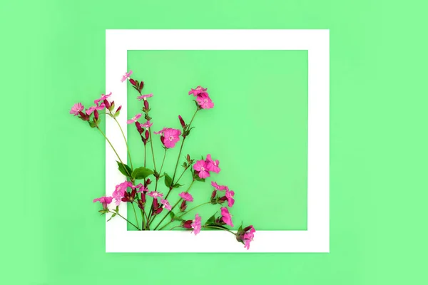 Red Campion Wildflower Abstract Design White Frame Green Background Minimal — Stock fotografie
