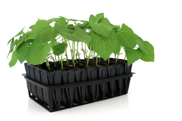 Runner Bean Plants Growing Root Trainer Seedling Tray Develop Growth — Stock fotografie