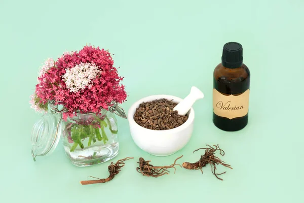 Valerian herb root plant medicine for essential oil treatment. Natural adaptogen herbal remedy used as a sedative to treat, anxiety, insomnia, headaches, menopause problems. On green.