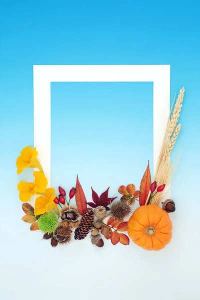 Thanksgiving and Fall background border with leaves, flowers, berries, grain, pumpkin and nuts. Nature Autumn Halloween composition with natural flora. White frame on gradient blue. Flat lay.