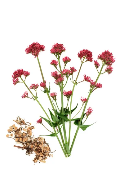 Red Valerian Herb Plant Dried Root Used Herbal Medicine Treat — Photo