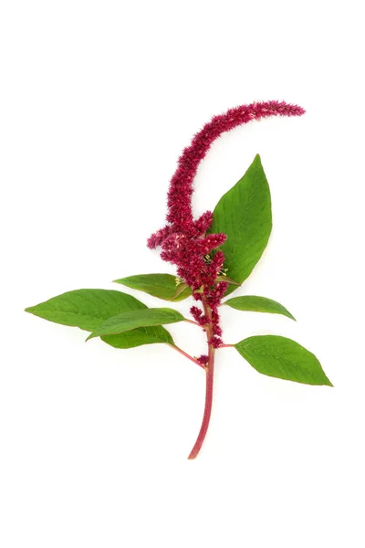 Amaranthus Plant Red Flower Amaranth Seed Health Food Highly Nutritious — Foto Stock