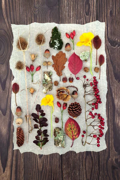 Autumn nature study of leaves, berry fruit, flowers and traditional natural objects. Background botanical composition for the Fall Thanksgiving season. Flat lay on rustic wood.
