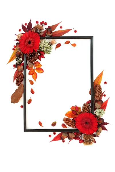 Vivid Autumn and Thanksgiving background border with red leaves, flowers, nuts, berries. Nature Fall composition with natural flora. Black frame on white background. Flat lay copy space.