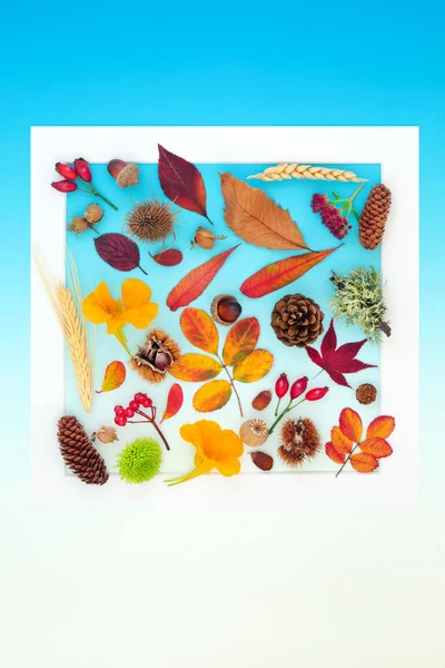 Autumn Thanksgiving harvest festival abstract background border with symbols of nature. Minimal Fall composition with natural flora, fruit, nuts. On gradient blue white. Flat lay