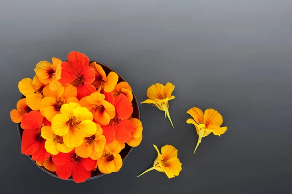 Nasturtium flowers for herbal plant medicine, food garnish decoration and seasoning. Used to treat colds and flu and boost immune system. On gradient grey background.