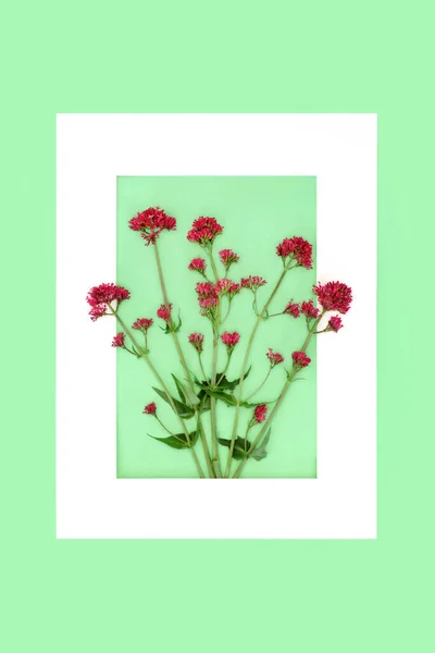 Red Valerian Herb Plant Background Border White Frame Green Flowers — Stock Photo, Image