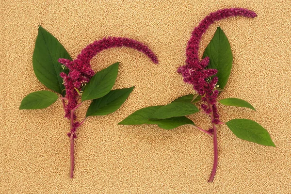 Amaranthus plants in flower with seeds background. Health food highly nutritious, gluten free, high in minerals, vitamins and micro nutrients. Lowers cholesterol and helps weight loss