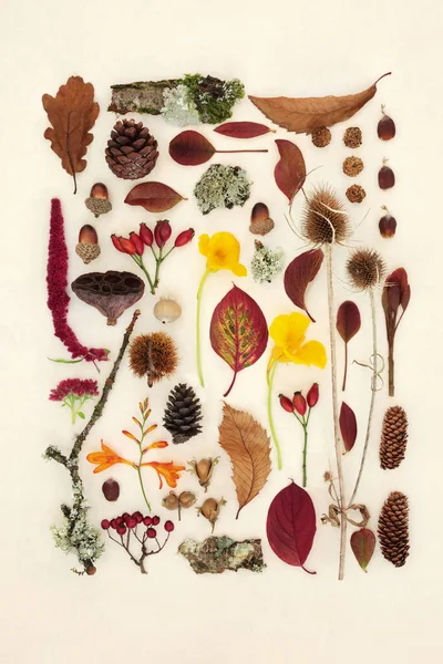 Autumn nature study of leaves, flowers, fruit and natural objects. Botanical detailed composition for the Fall Thanksgiving season. Flat lay, top view on hemp paper background.
