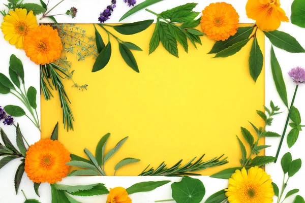 Healing herb and edible flower selection for food seasoning and herbal plant medicine. Health food with white border frame on yellow background.