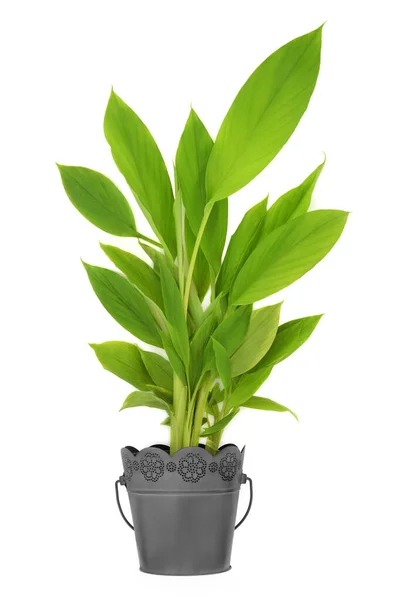 Cúrcuma Planta Crescendo Panela Metal Natureza Orgânica Produto Caseiro Rico — Fotografia de Stock