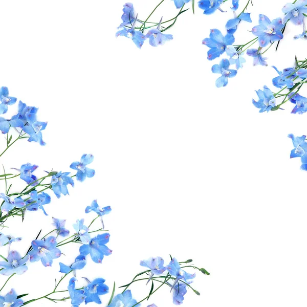 Blå Delphinium Blomst Baggrund Kant Hvid Sommer Natur Delikat Blomstret - Stock-foto