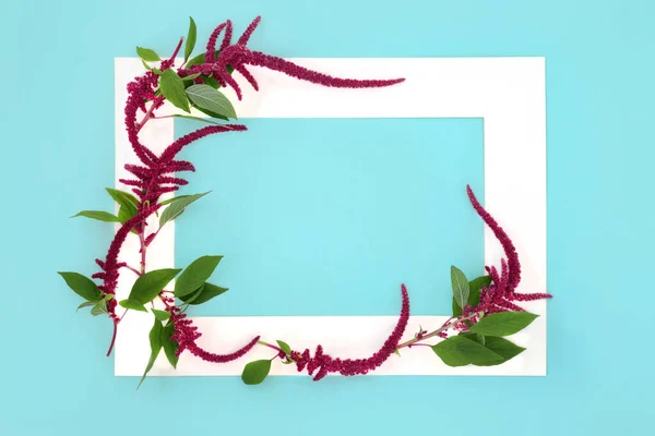 Amaranthus Rostliny Semena Květu Abstraktní Pozadí Hranice Zdravotní Potraviny Vysoce — Stock fotografie