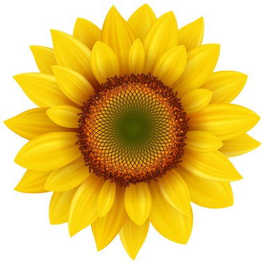 Sunflower clipart