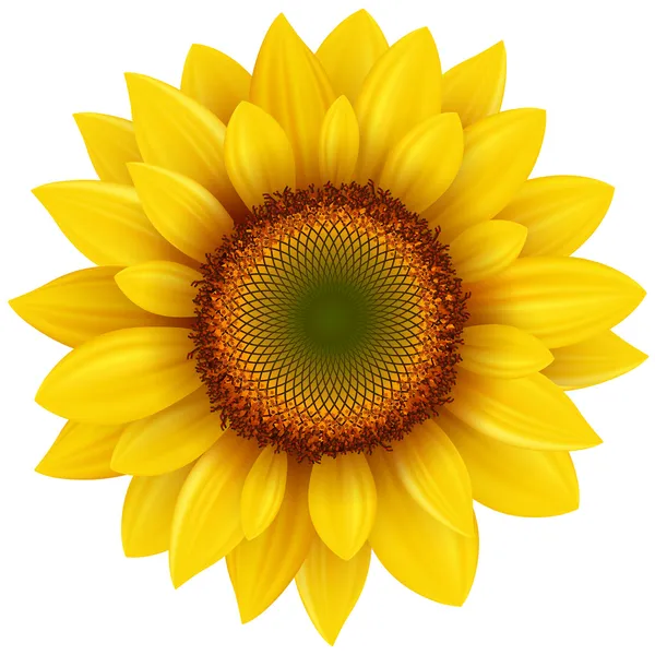 Sunflower - Stock Illustration. 