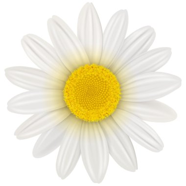 papatya çiçeği