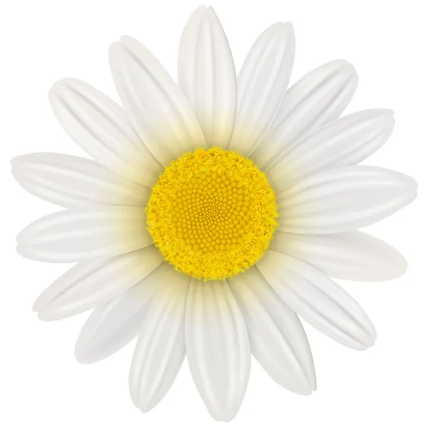 Daisy flower — Stockvector