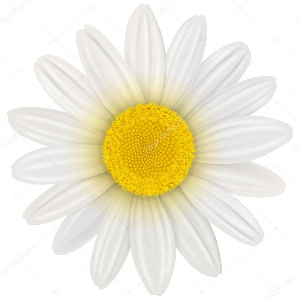 Daisy flower