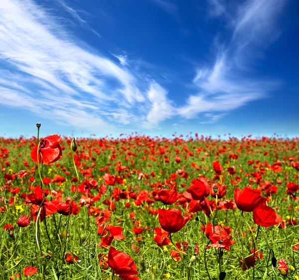 Summer poppy flowers — Stock Photo, Image