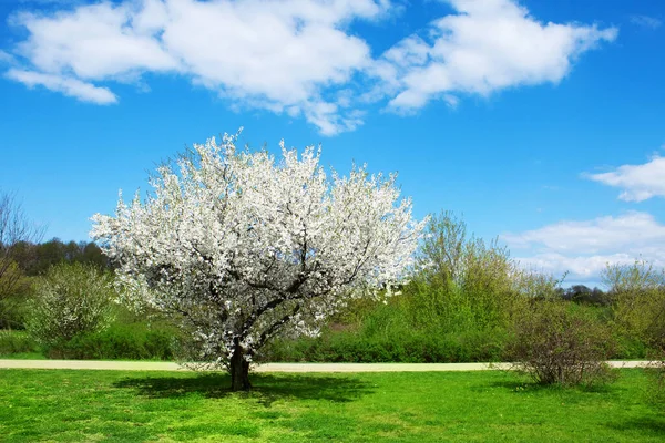 Vårlandskap Blommande Vita Körsbär Träd Blommor Gräs Och Blå Himmel — Stockfoto