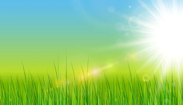 Green Background Sun Grass Vector Spring Background — Stock Vector
