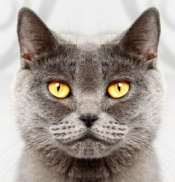 ᐈ Chocolate Silver Tabby Stock Photos Royalty Free British Short