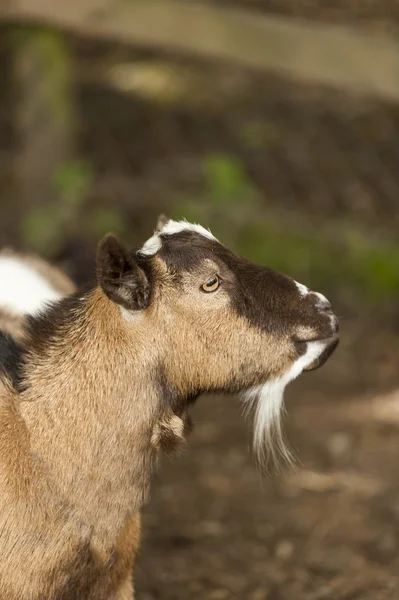 Domestic Goat (Capra Aegagrus Hircus)