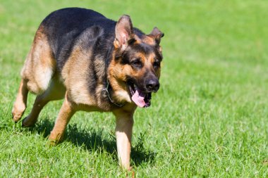 Alman çoban köpeği.