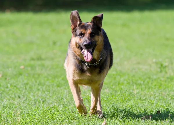 Cão pastor alemão — Fotografia de Stock